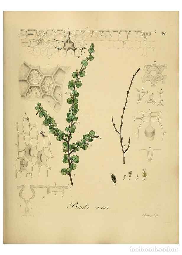 Coleccionismo de Revistas y Peri&oacute;dicos: Reproducci&oacute;n/Reproduction 49298888682: Vollst&auml;ndige Naturgeschichte der forstlichen Culturpflanzen D