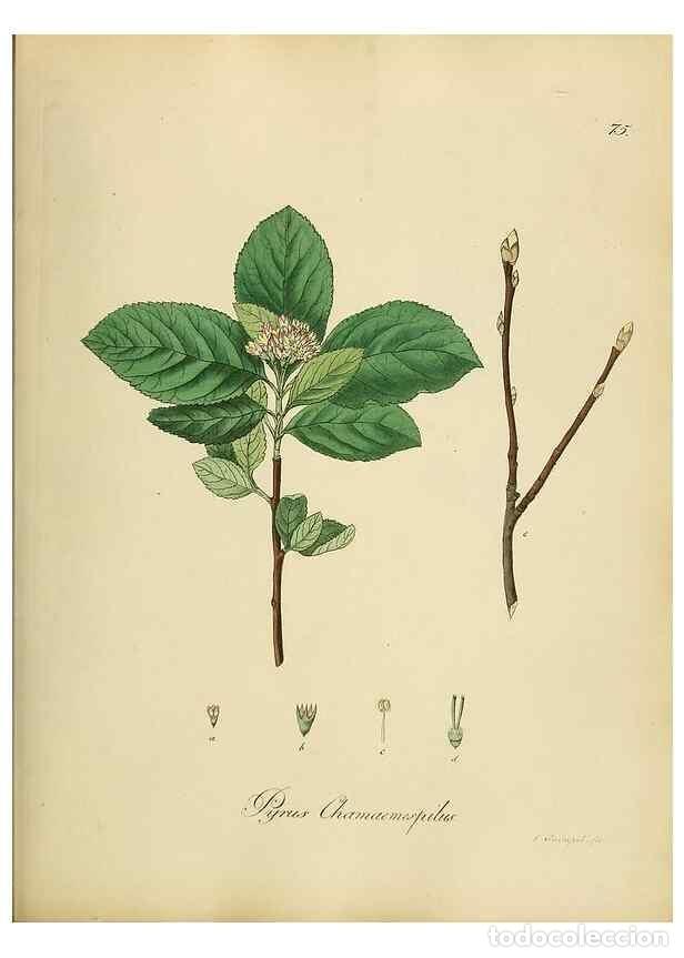 Coleccionismo de Revistas y Peri&oacute;dicos: Reproducci&oacute;n/Reproduction 49298898167: Vollst&auml;ndige Naturgeschichte der forstlichen Culturpflanzen D