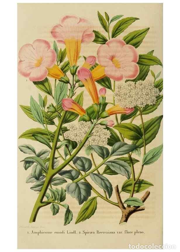 Coleccionismo de Revistas y Peri&oacute;dicos: Reproducci&oacute;n/Reproduction 49264619358: Belgique horticole.. Li&eacute;ge.. - Morren, Charles,