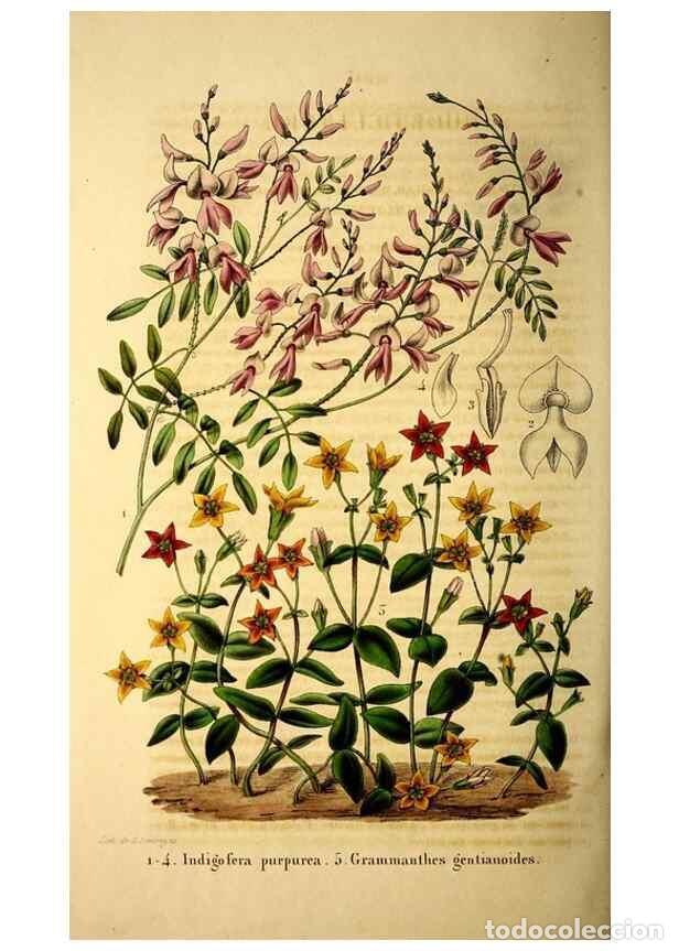 Coleccionismo de Revistas y Peri&oacute;dicos: Reproducci&oacute;n/Reproduction 49269351706: Belgique horticole.. Li&eacute;ge.. - Morren, Charles,