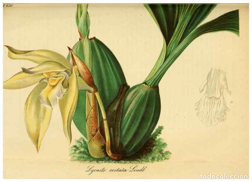 Coleccionismo de Revistas y Peri&oacute;dicos: Reproducci&oacute;n/Reproduction 49698100308: Gartenflora.. Erlangen :F. Enke,1852-1940.. - Deutsche Garten