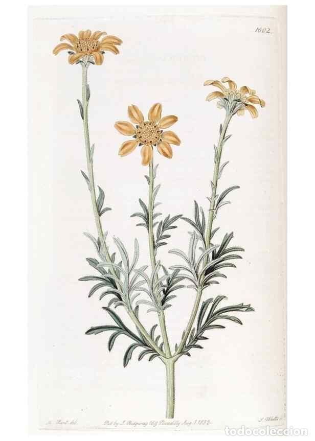 Coleccionismo de Revistas y Peri&oacute;dicos: Reproducci&oacute;n/Reproduction 49822404188: Edwards's botanical register.. London :James Ridgway,1829-184