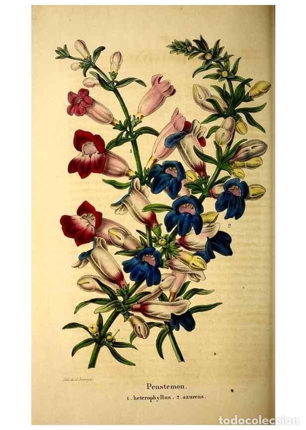 Coleccionismo de Revistas y Peri&oacute;dicos: Reproducci&oacute;n/Reproduction 49268881783: Belgique horticole.. Li&eacute;ge.. - Morren, Charles,