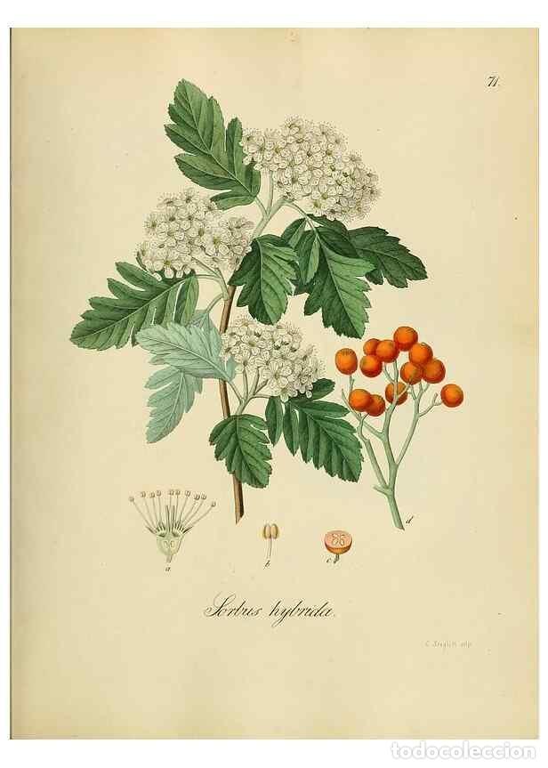 Coleccionismo de Revistas y Peri&oacute;dicos: Reproducci&oacute;n/Reproduction 49298694016: Vollst&auml;ndige Naturgeschichte der forstlichen Culturpflanzen D