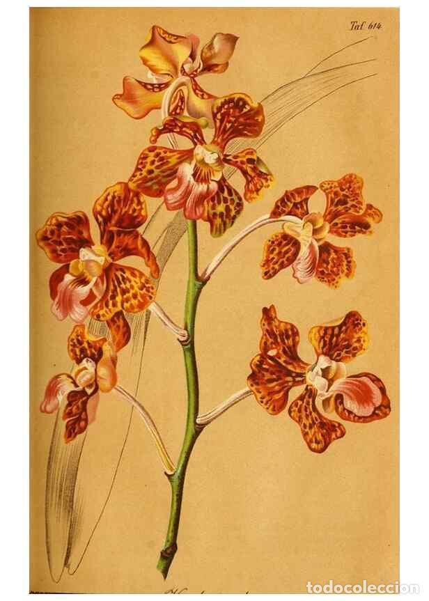 Coleccionismo de Revistas y Peri&oacute;dicos: Reproducci&oacute;n/Reproduction 49698099013: Gartenflora.. Erlangen :F. Enke,1852-1940.. - Deutsche Garten