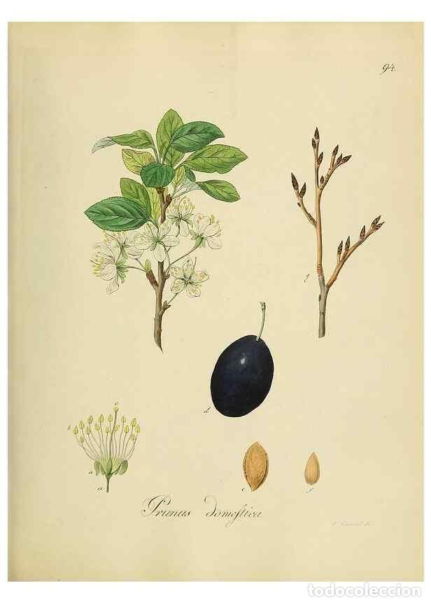 Coleccionismo de Revistas y Peri&oacute;dicos: Reproducci&oacute;n/Reproduction 49298699041: Vollst&auml;ndige Naturgeschichte der forstlichen Culturpflanzen D