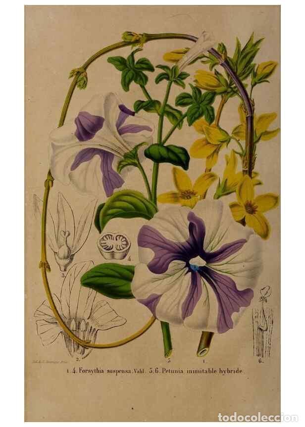 Collection Magazines and Newspapers: Reproducci&oacute;n/Reproduction 49264666021: Belgique horticole.. Li&eacute;ge.. - Morren, Charles,