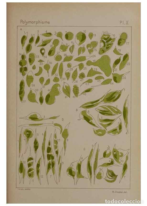 Collection Magazines and Newspapers: Reproducci&oacute;n/Reproduction 49298905706: &Eacute;tude critique et exp&eacute;rimentale sur le polymorphisme des algu