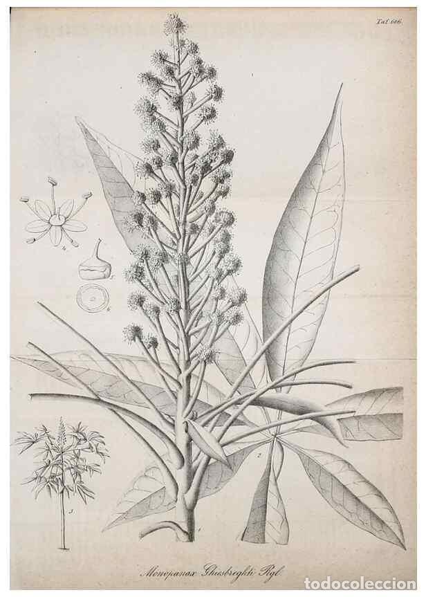 Collection Magazines and Newspapers: Reproducci&oacute;n/Reproduction 49698934772: Gartenflora.. Erlangen :F. Enke,1852-1940.. - Deutsche Garten