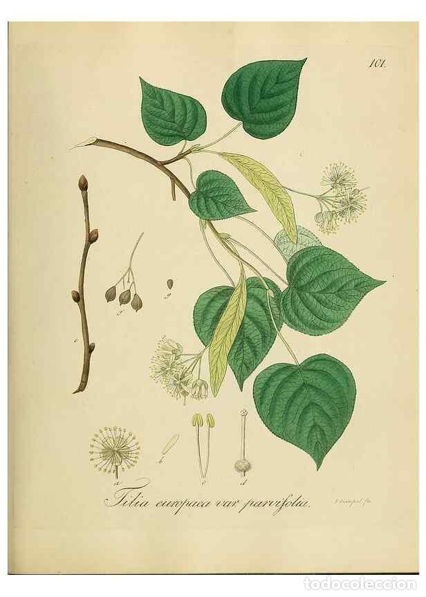 Collection Magazines and Newspapers: Reproducci&oacute;n/Reproduction 49298700591: Vollst&auml;ndige Naturgeschichte der forstlichen Culturpflanzen D