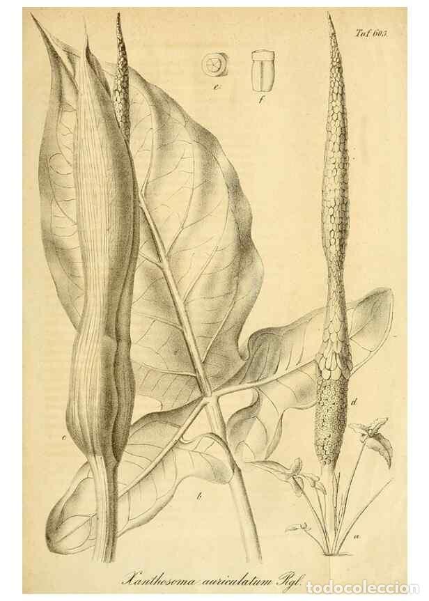 Collection Magazines and Newspapers: Reproducci&oacute;n/Reproduction 49698934037: Gartenflora.. Erlangen :F. Enke,1852-1940.. - Deutsche Garten