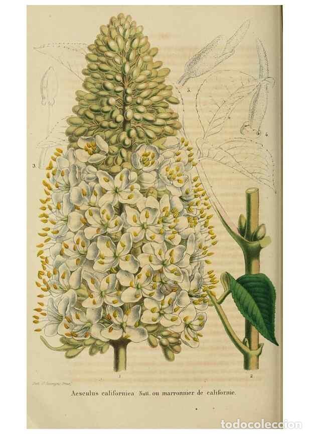 Collection Magazines and Newspapers: Reproducci&oacute;n/Reproduction 49263818263: Belgique horticole.. Li&eacute;ge.. - Morren, Charles,