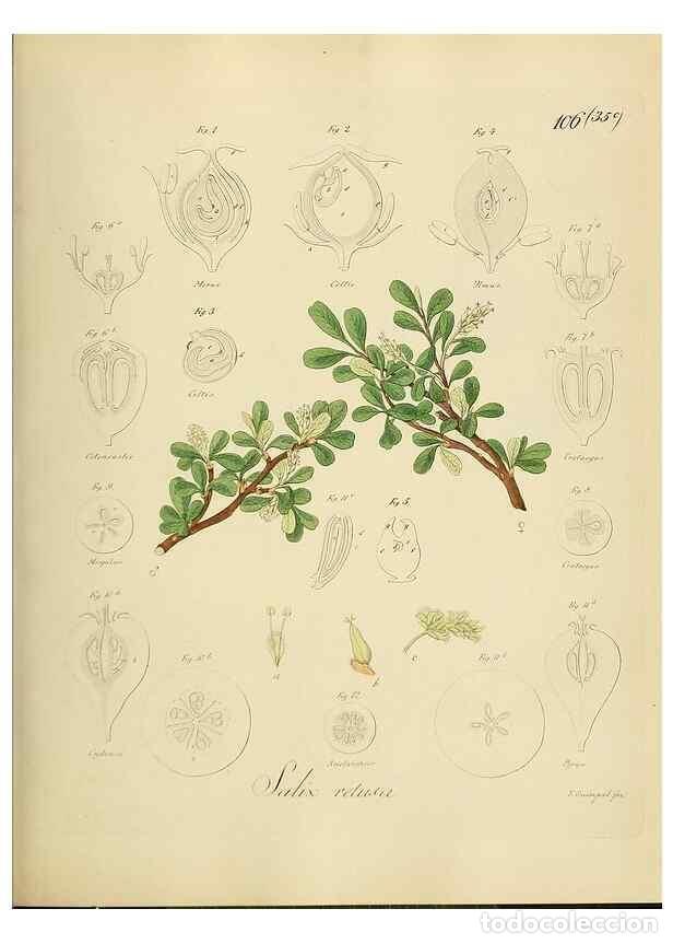 Collection Magazines and Newspapers: Reproducci&oacute;n/Reproduction 49298905157: Vollst&auml;ndige Naturgeschichte der forstlichen Culturpflanzen D