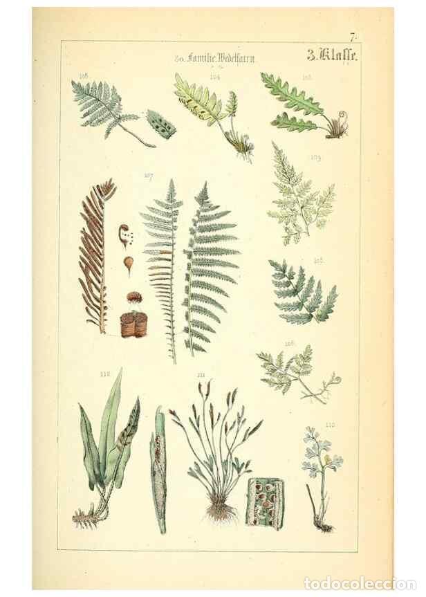 Collection Magazines and Newspapers: Reproducci&oacute;n/Reproduction 49269693027: Popul&auml;re Botanik. Stuttgart,Krais & Hoffmann,1857.. - Schmidl