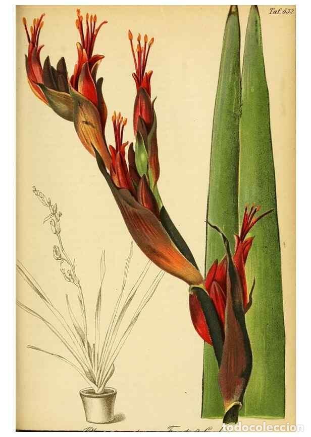 Colecionismo de Revistas e Jornais: Reproducci&oacute;n/Reproduction 49698636016: Gartenflora.. Erlangen :F. Enke,1852-1940.. - Deutsche Garten