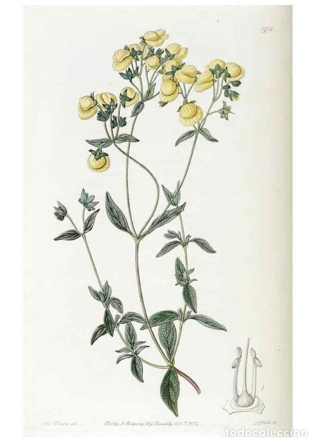 Colecionismo de Revistas e Jornais: Reproducci&oacute;n/Reproduction 49823009622: Edwards's botanical register.. London :James Ridgway,1829-184
