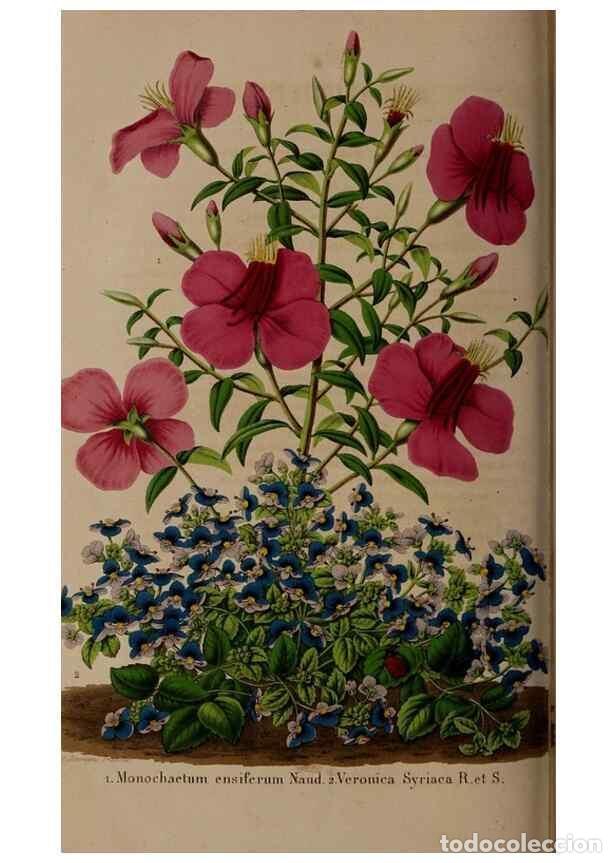 Colecionismo de Revistas e Jornais: Reproducci&oacute;n/Reproduction 49264293898: Belgique horticole.. Li&eacute;ge.. - Morren, Charles,