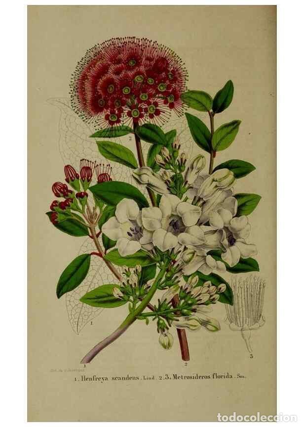 Collectionnisme de Revues et Journaux: Reproducci&oacute;n/Reproduction 49264682038: Belgique horticole.. Li&eacute;ge.. - Morren, Charles,