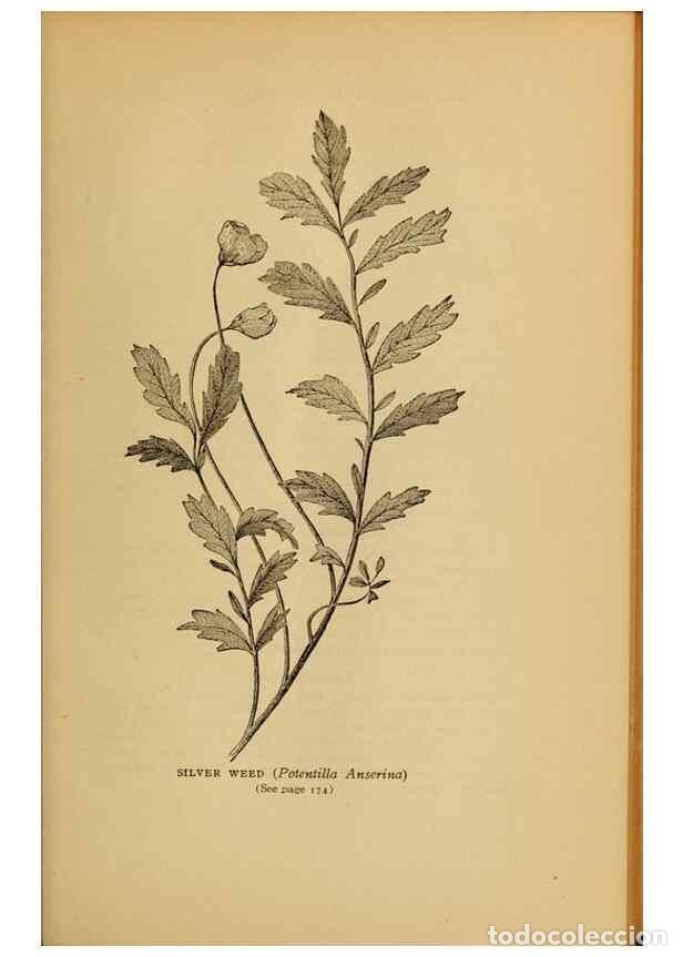 Collectionnisme de Revues et Journaux: Reproducci&oacute;n/Reproduction 49303705308: Harper's guide to wild flowers,. New York,Harper,1912.. - Cre