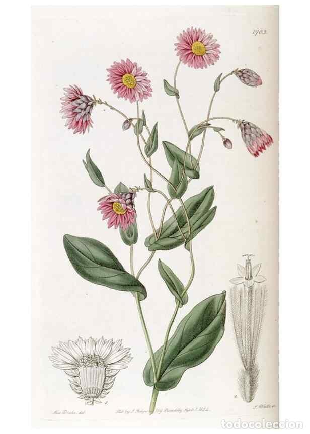 Collectionnisme de Revues et Journaux: Reproducci&oacute;n/Reproduction 49823007057: Edwards's botanical register.. London :James Ridgway,1829-184