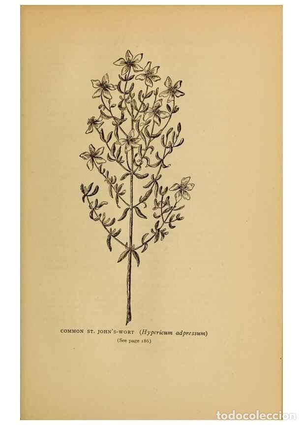 Collectionnisme de Revues et Journaux: Reproducci&oacute;n/Reproduction 49304195266: Harper's guide to wild flowers,. New York,Harper,1912.. - Cre