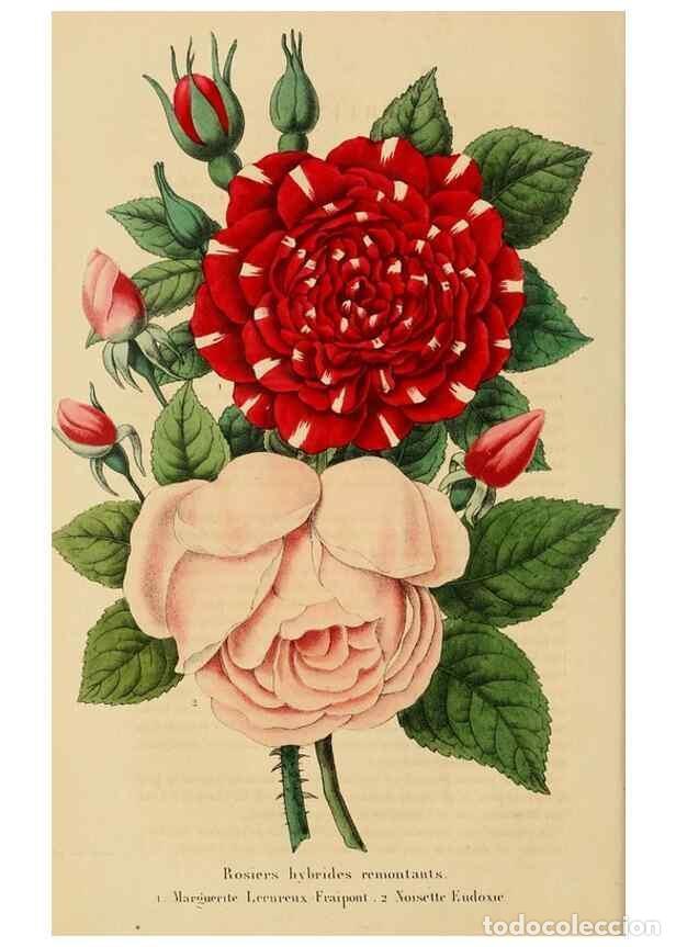 Collectionnisme de Revues et Journaux: Reproducci&oacute;n/Reproduction 49268520928: Belgique horticole.. Li&eacute;ge.. - Morren, Charles,