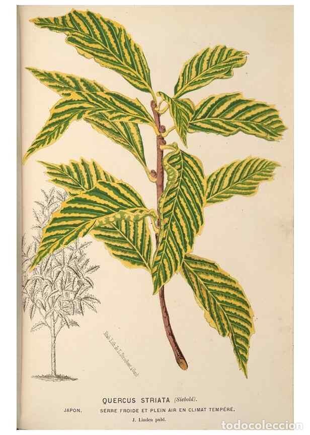 Collectionnisme de Revues et Journaux: Reproducci&oacute;n/Reproduction 49690603416: L'Illustration horticole :. Gand, Belgium :Imprimerie et lith