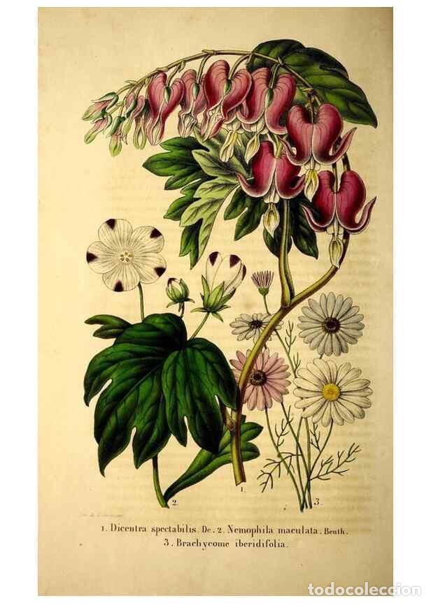 Colecionismo de Revistas e Jornais: Reproducci&oacute;n/Reproduction 49268875378: Belgique horticole.. Li&eacute;ge.. - Morren, Charles,