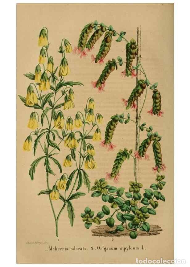 Colecionismo de Revistas e Jornais: Reproducci&oacute;n/Reproduction 49264287676: Belgique horticole.. Li&eacute;ge.. - Morren, Charles,