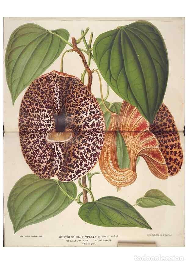 Colecionismo de Revistas e Jornais: Reproducci&oacute;n/Reproduction 49690067913: L'Illustration horticole :. Gand, Belgium :Imprimerie et lith