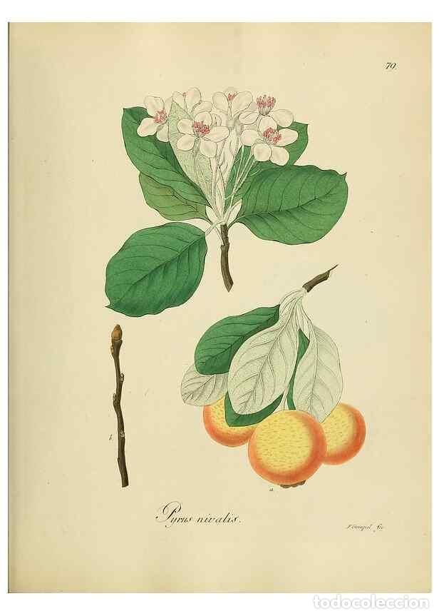 Colecionismo de Revistas e Jornais: Reproducci&oacute;n/Reproduction 49298210793: Vollst&auml;ndige Naturgeschichte der forstlichen Culturpflanzen D