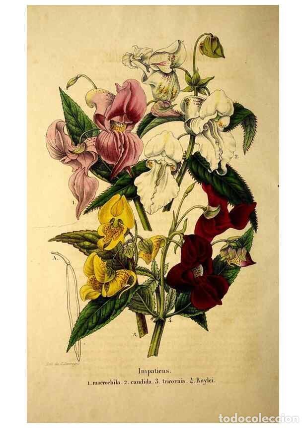 Colecionismo de Revistas e Jornais: Reproducci&oacute;n/Reproduction 49268871188: Belgique horticole.. Li&eacute;ge.. - Morren, Charles,