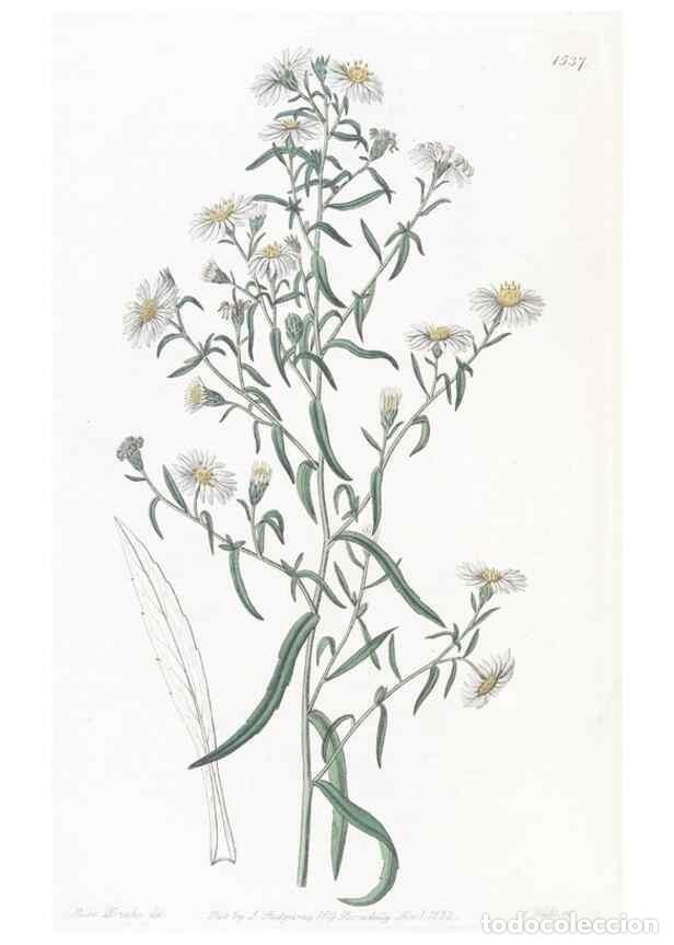 Colecionismo de Revistas e Jornais: Reproducci&oacute;n/Reproduction 49825216306: Edwards's botanical register.. London :James Ridgway,1829-184