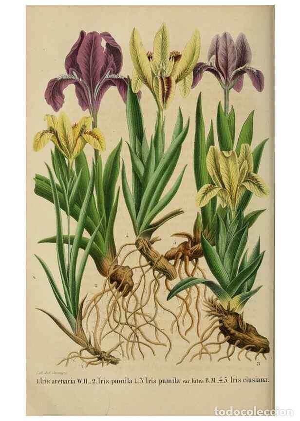 Collezionismo di Riviste e Giornali: Reproducci&oacute;n/Reproduction 49263819638: Belgique horticole.. Li&eacute;ge.. - Morren, Charles,