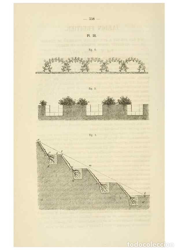 Collezionismo di Riviste e Giornali: Reproducci&oacute;n/Reproduction 49268991636: Belgique horticole.. Li&eacute;ge.. - Morren, Charles,