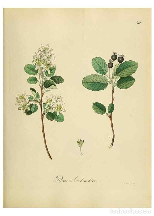 Collezionismo di Riviste e Giornali: Reproducci&oacute;n/Reproduction 49298898382: Vollst&auml;ndige Naturgeschichte der forstlichen Culturpflanzen D