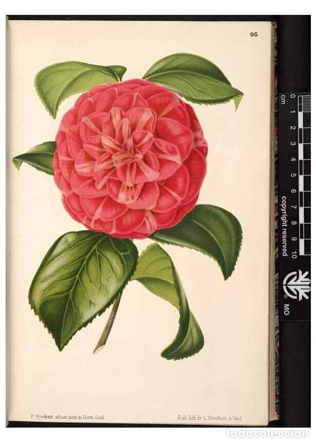 Collezionismo di Riviste e Giornali: Reproducci&oacute;n/Reproduction 49690293383: L'Illustration horticole :. Gand, Belgium :Imprimerie et lith