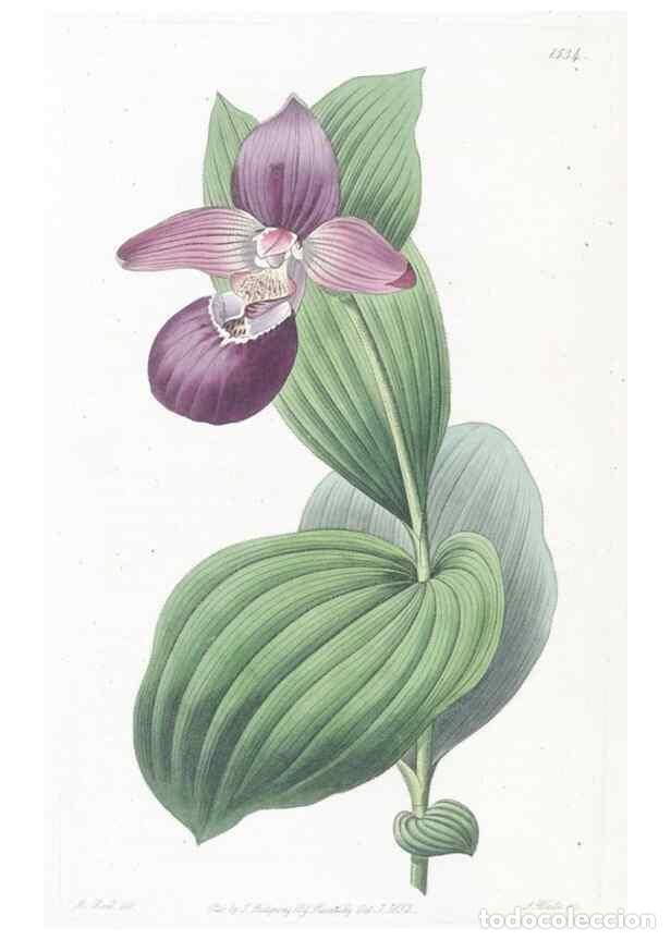 Collezionismo di Riviste e Giornali: Reproducci&oacute;n/Reproduction 49824683318: Edwards's botanical register.. London :James Ridgway,1829-184