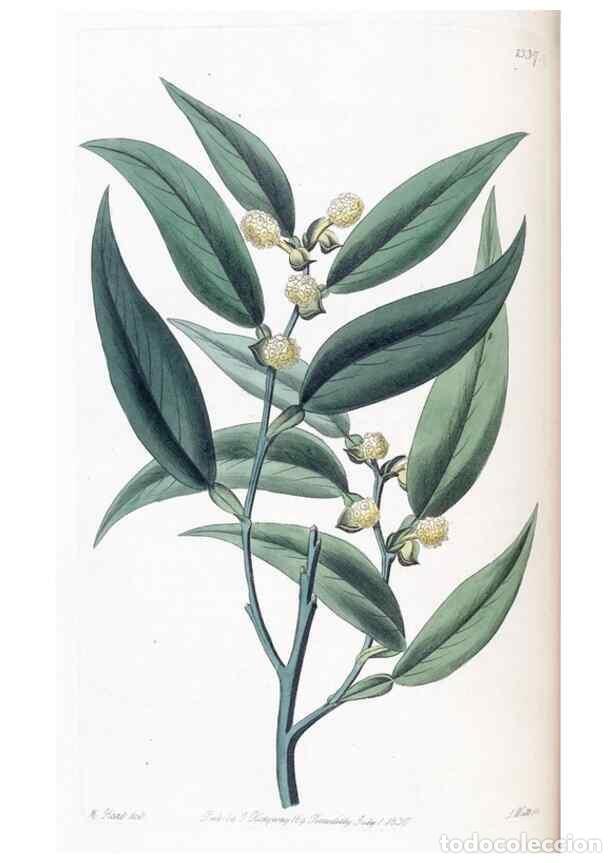 Collezionismo di Riviste e Giornali: Reproducci&oacute;n/Reproduction 49825334776: Edwards's botanical register.. London :James Ridgway,1829-184