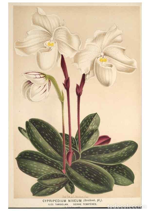 Collezionismo di Riviste e Giornali: Reproducci&oacute;n/Reproduction 49690651981: L'Illustration horticole :. Gand, Belgium :Imprimerie et lith