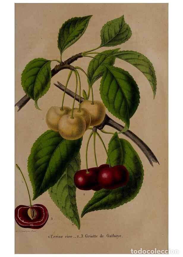 Collezionismo di Riviste e Giornali: Reproducci&oacute;n/Reproduction 49264212473: Belgique horticole.. Li&eacute;ge.. - Morren, Charles,