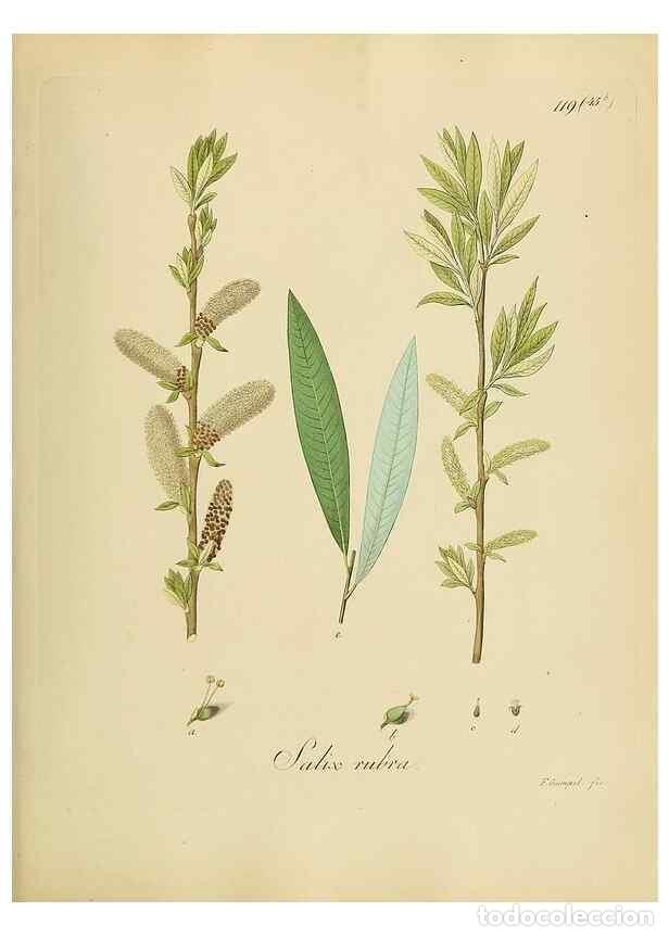 Collezionismo di Riviste e Giornali: Reproducci&oacute;n/Reproduction 49298705221: Vollst&auml;ndige Naturgeschichte der forstlichen Culturpflanzen D