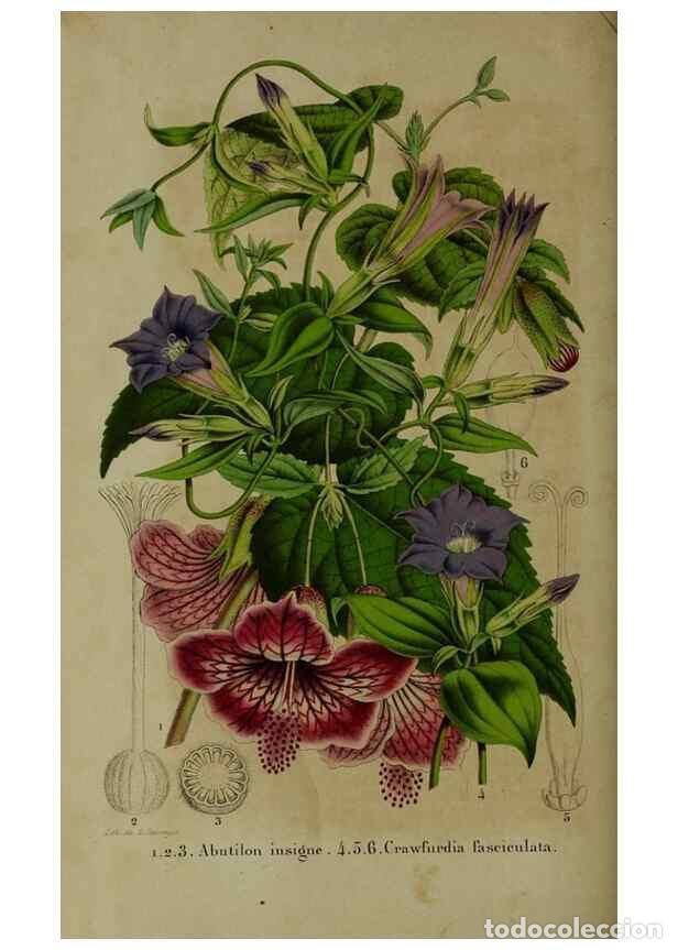 Collezionismo di Riviste e Giornali: Reproducci&oacute;n/Reproduction 49264691108: Belgique horticole.. Li&eacute;ge.. - Morren, Charles,