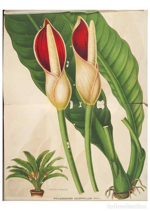 Collezionismo di Riviste e Giornali: Reproducci&oacute;n/Reproduction 49690650006: L'Illustration horticole :. Gand, Belgium :Imprimerie et lith