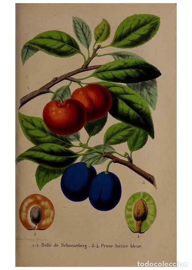 Collezionismo di Riviste e Giornali: Reproducci&oacute;n/Reproduction 49264668416: Belgique horticole.. Li&eacute;ge.. - Morren, Charles,