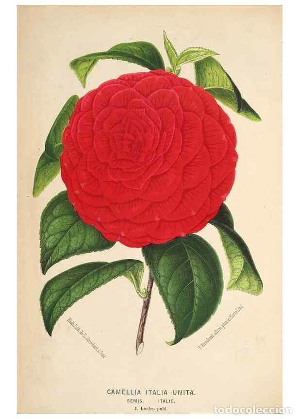 Collezionismo di Riviste e Giornali: Reproducci&oacute;n/Reproduction 49690117488: L'Illustration horticole :. Gand, Belgium :Imprimerie et lith