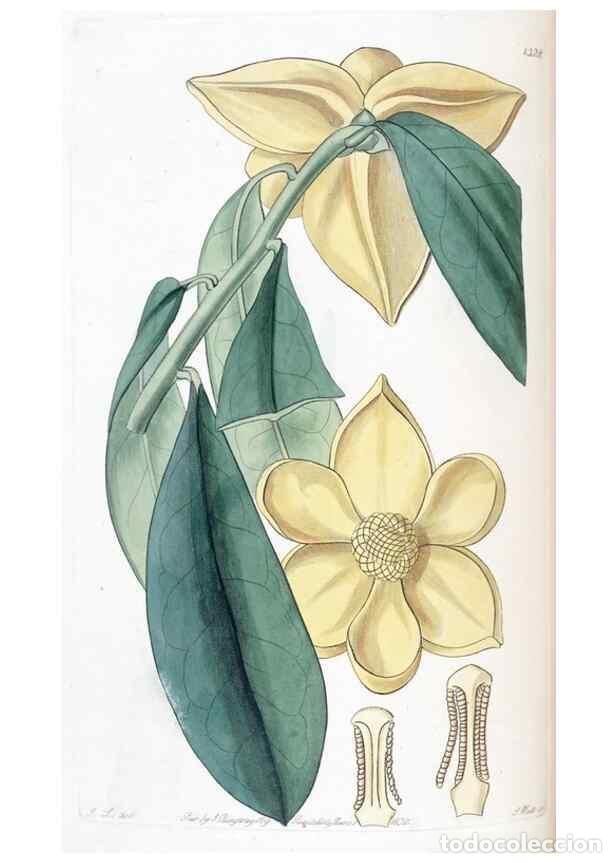 Colecionismo de Revistas e Jornais: Reproducci&oacute;n/Reproduction 49824799333: Edwards's botanical register.. London :James Ridgway,1829-184