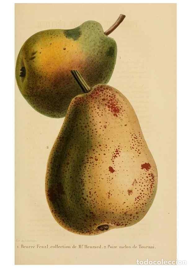 Colecionismo de Revistas e Jornais: Reproducci&oacute;n/Reproduction 49268984606: Belgique horticole.. Li&eacute;ge.. - Morren, Charles,