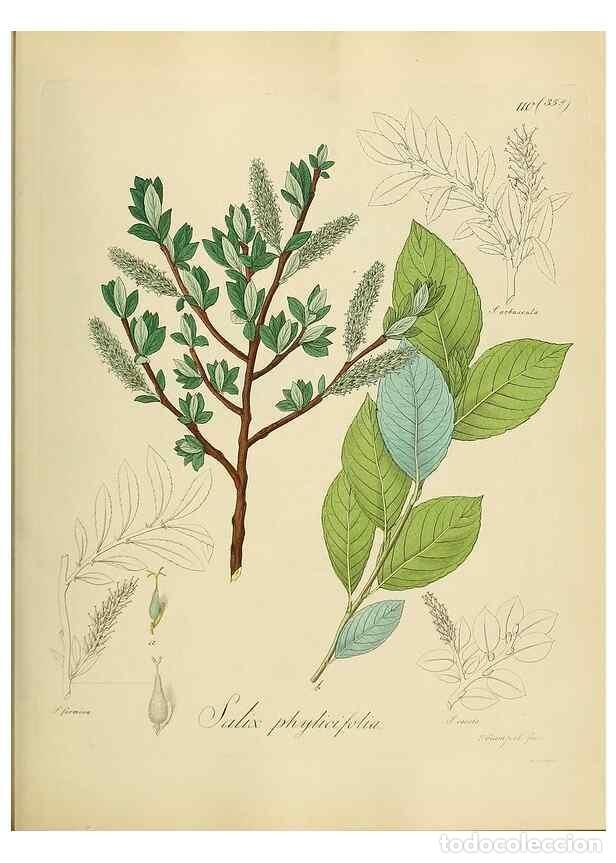 Colecionismo de Revistas e Jornais: Reproducci&oacute;n/Reproduction 49298217788: Vollst&auml;ndige Naturgeschichte der forstlichen Culturpflanzen D