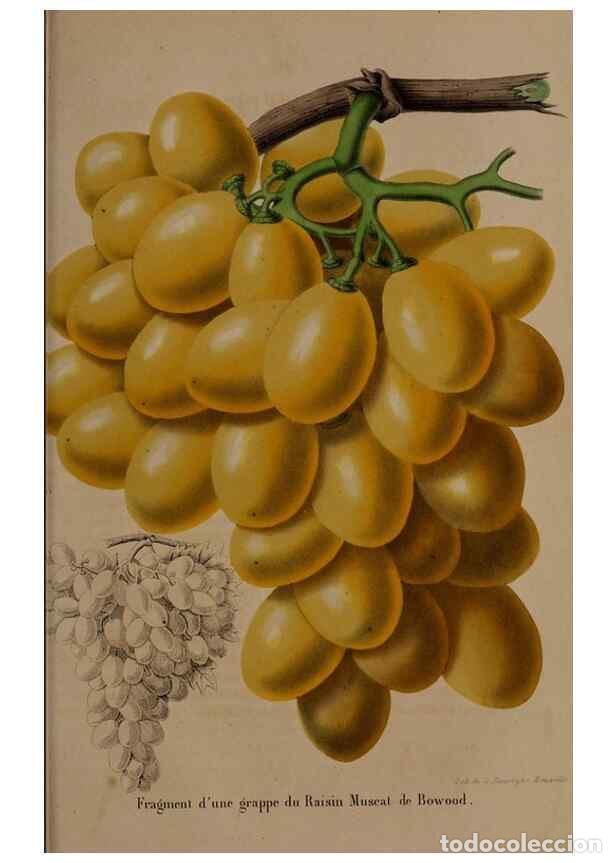 Colecionismo de Revistas e Jornais: Reproducci&oacute;n/Reproduction 49264953387: Belgique horticole.. Li&eacute;ge.. - Morren, Charles,